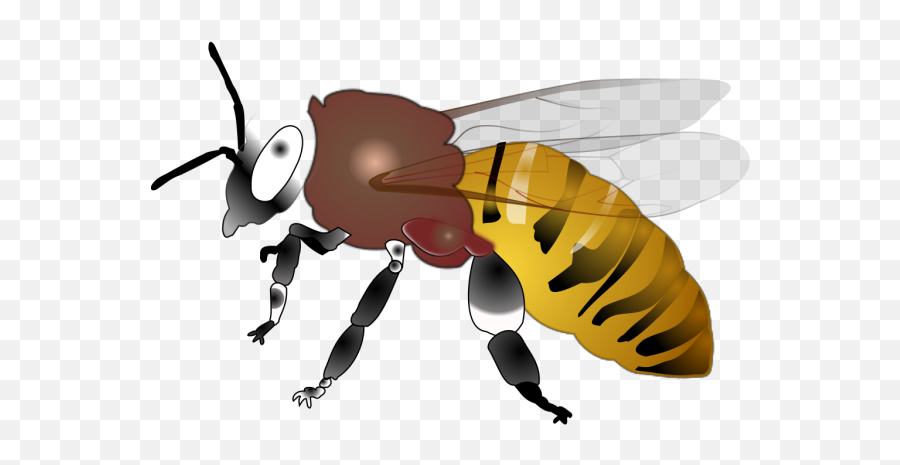 Hornet Png Svg Clip Art For Web - Clip Art Honey Bee Bees Emoji,The Green Hornet Emoji