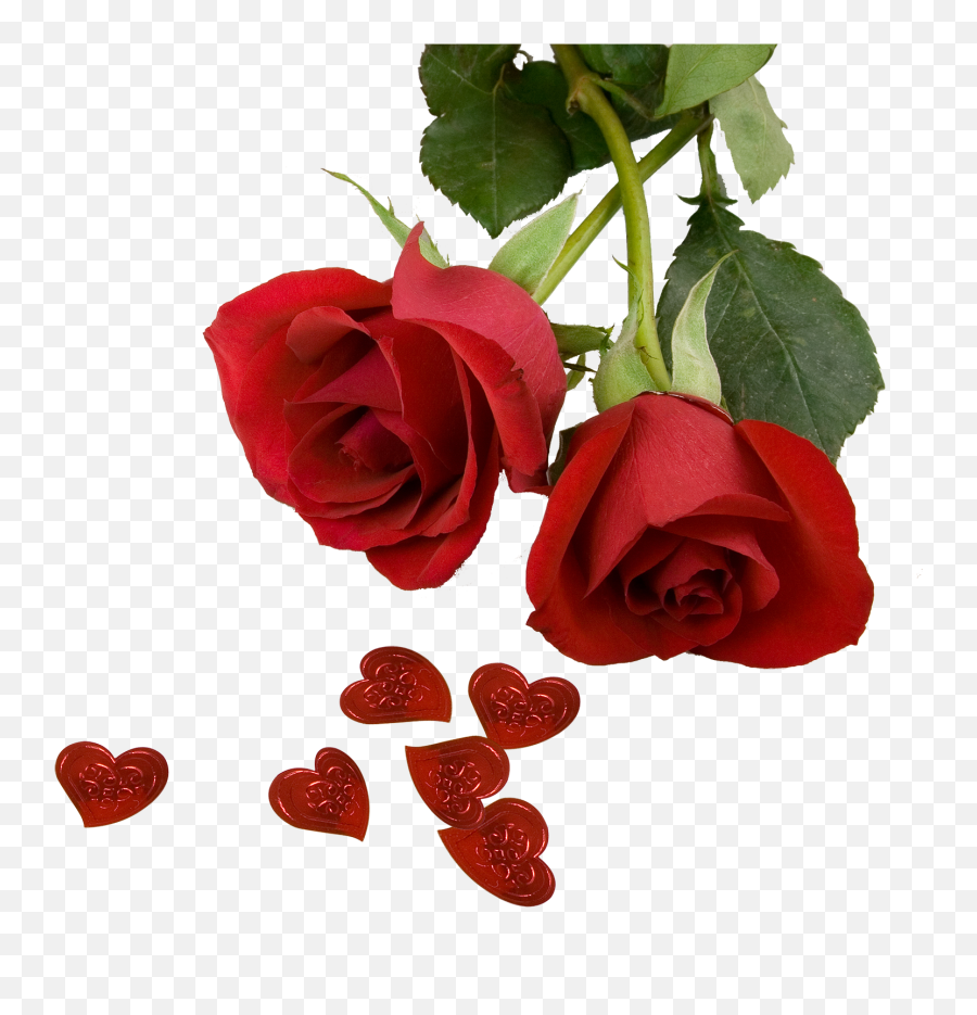 Roses Screensaver Png U0026 Free Roses Screensaverpng - Best Rose Flower And Love Emoji,Rose Emoji Transparent