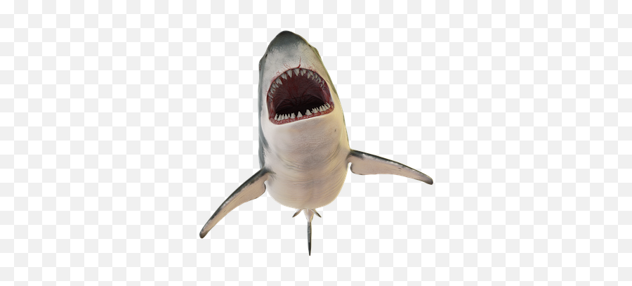 Free Shark Fish Illustrations - Great White Shark Emoji,Shark Emoji