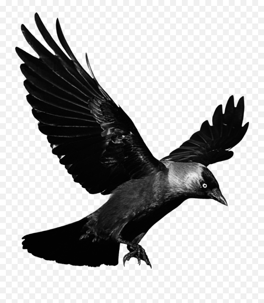 Mq Black Raven Bird Birds - Transparent Background Crow Png Emoji,Raven Bird Emoji