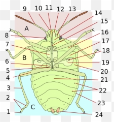 Heteroptera Morphology - Gula Heteroptera Emoji,Pineapple Emoji
