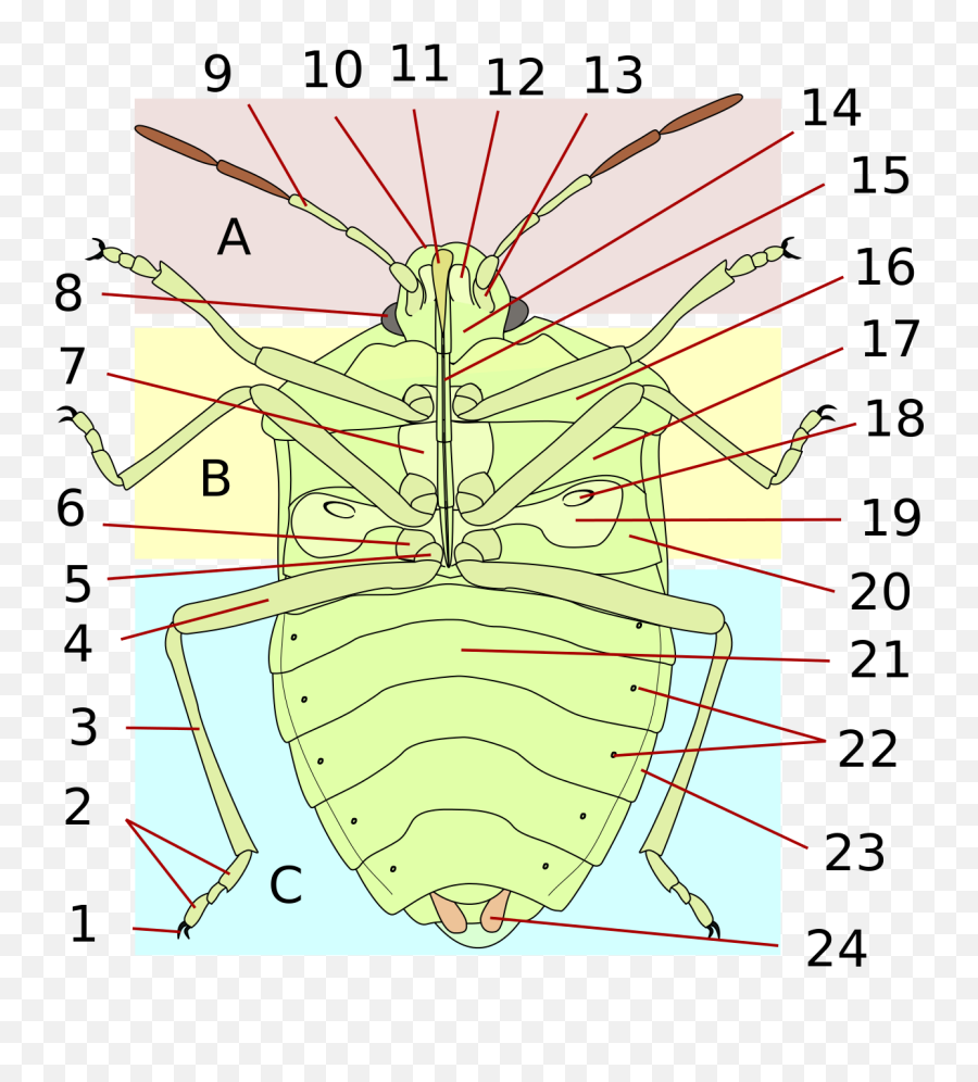 Heteroptera Morphology - Gula Heteroptera Emoji,Pineapple Emoji