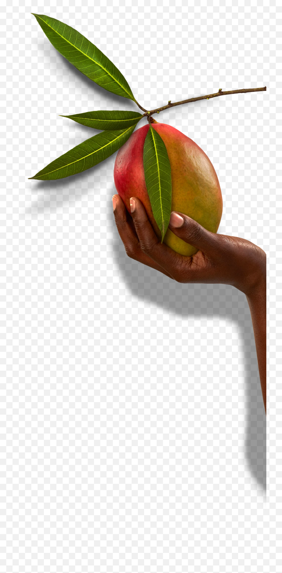 The Jali Fruit Co - Tree Emoji,Mango Emoji