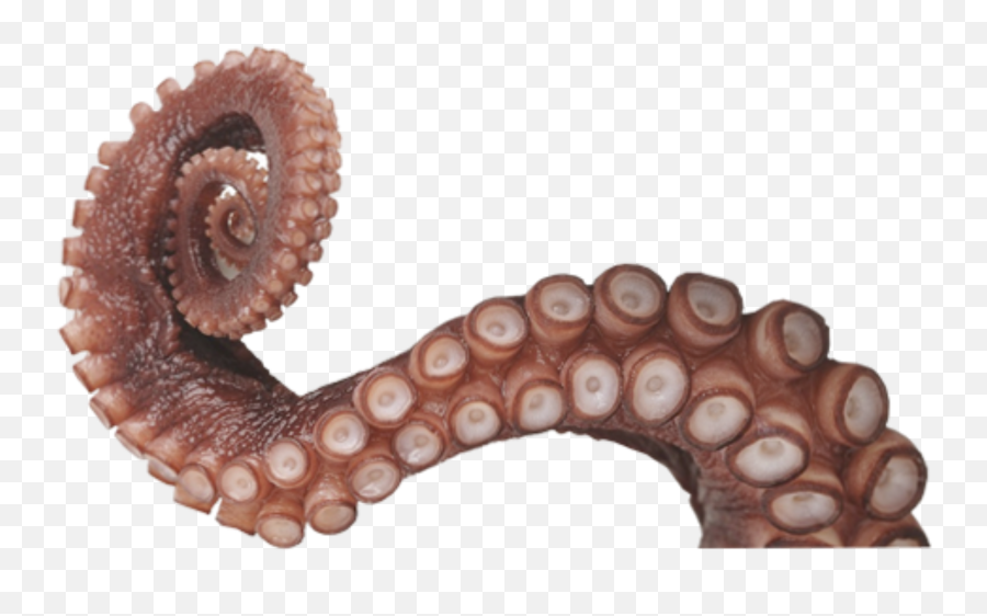 Tentacle - Octopus Arm Png Emoji,Tentacle Emoji