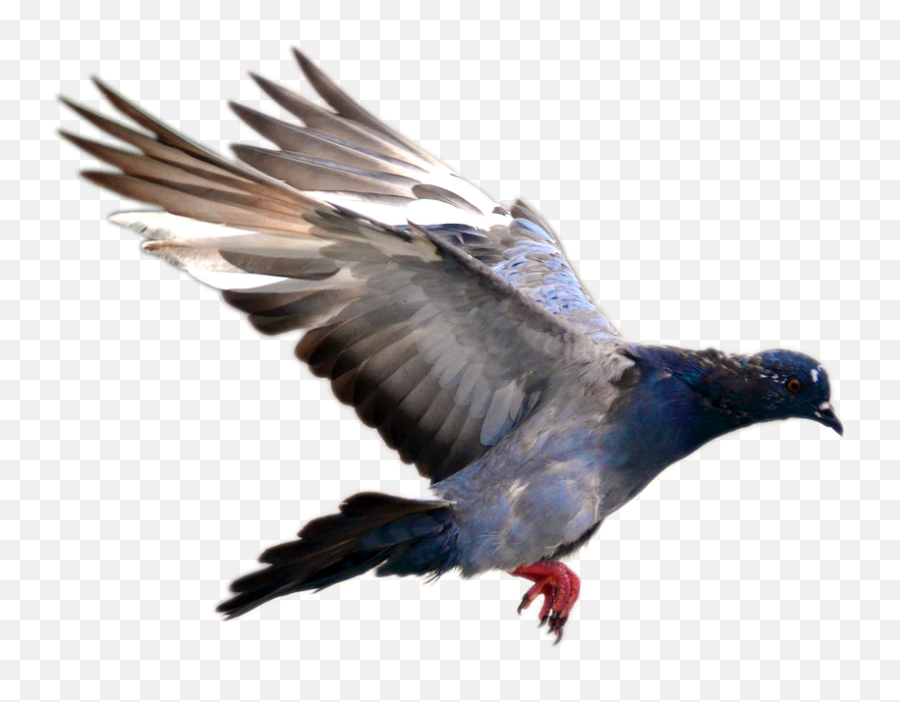 Pin - Pigeon Flying Png Emoji,Flying Bird Emoji