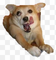 Largest Collection of Free - toEdit grimace Stickers Funneyest Cat In The World Emoji