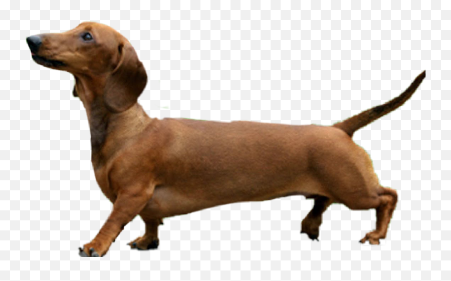 Free Dachshund Silhouette Clip Art Free Download Free Clip - Transparent Wiener Dog Emoji,Wiener Dog Emoji