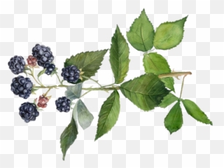 Blackberry Branch - Fruit Png Emoji