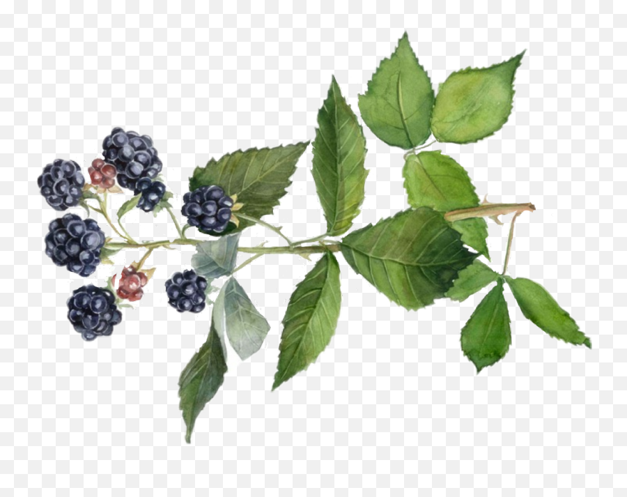 Blackberry Branch - Blackberry Fruit Branch Png Emoji,Blackberry Emoji