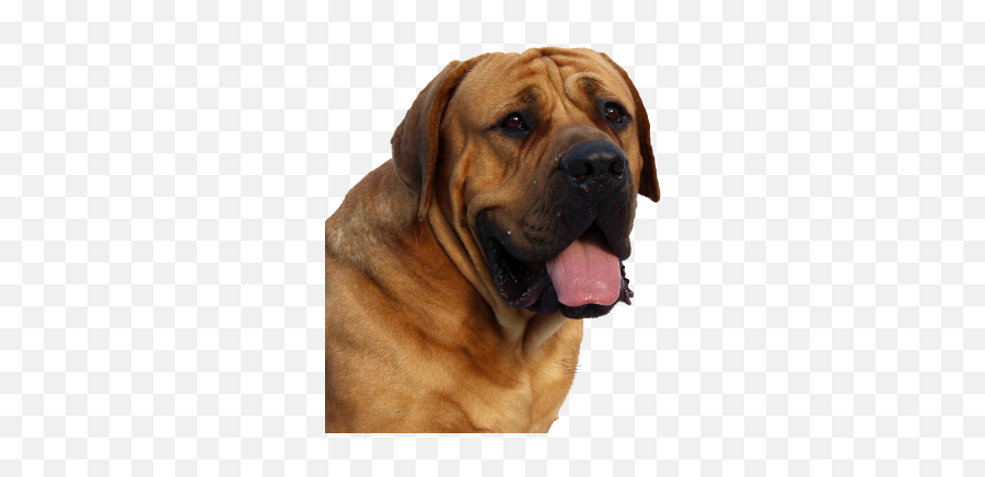 Dog Png And Vectors For Free Download - Png Format Dog Png Emoji,Doge Emoji