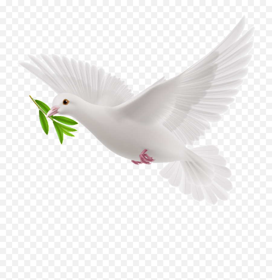 Peace Dove Cartoon Transparent - Dove With Olive Branch Png Emoji,Olive Branch Emoji