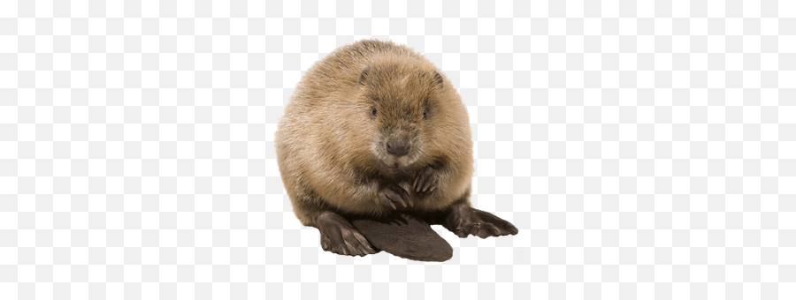 Smart Beaver Photo Symbol - Beaver Png Emoji,Beaver Emoticon