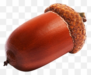 Nut Clipart Acron Nut Acron Transparent Free For Download - Transparent Acorn Emoji,Acorn Emoji