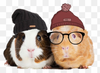 Freetoedit Guineapig Guinea Pig Beanies Hats Glasses - Pair Of Guinea Pigs Emoji,Guinea Pig Emoji