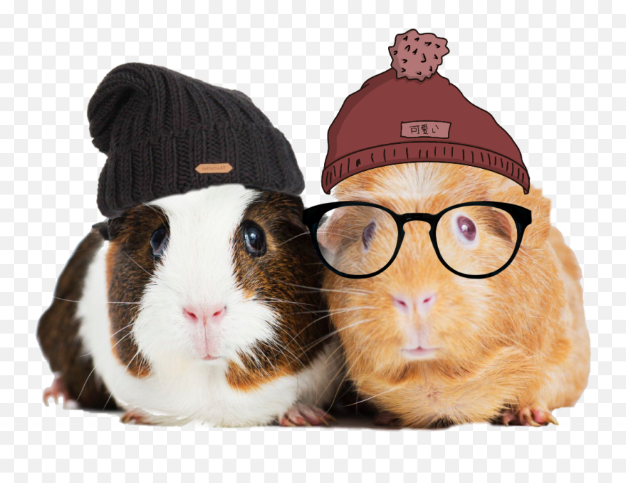 Freetoedit Guineapig Guinea Pig Beanies Hats Glasses - Pair Of Guinea Pigs Emoji,Guinea Pig Emoji