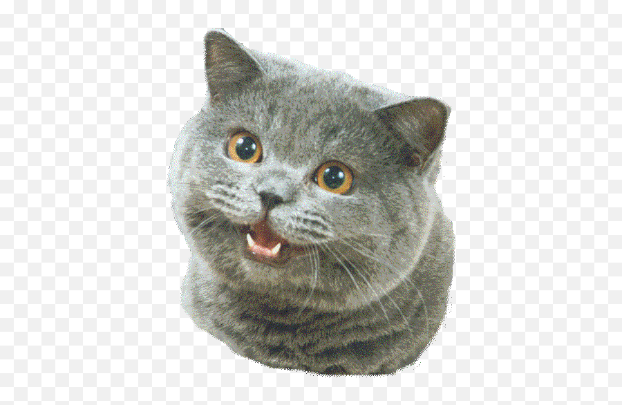 Happy Cat Png Picture - Can Haz Cheezburger Cat Emoji,Happy Cat Emoji