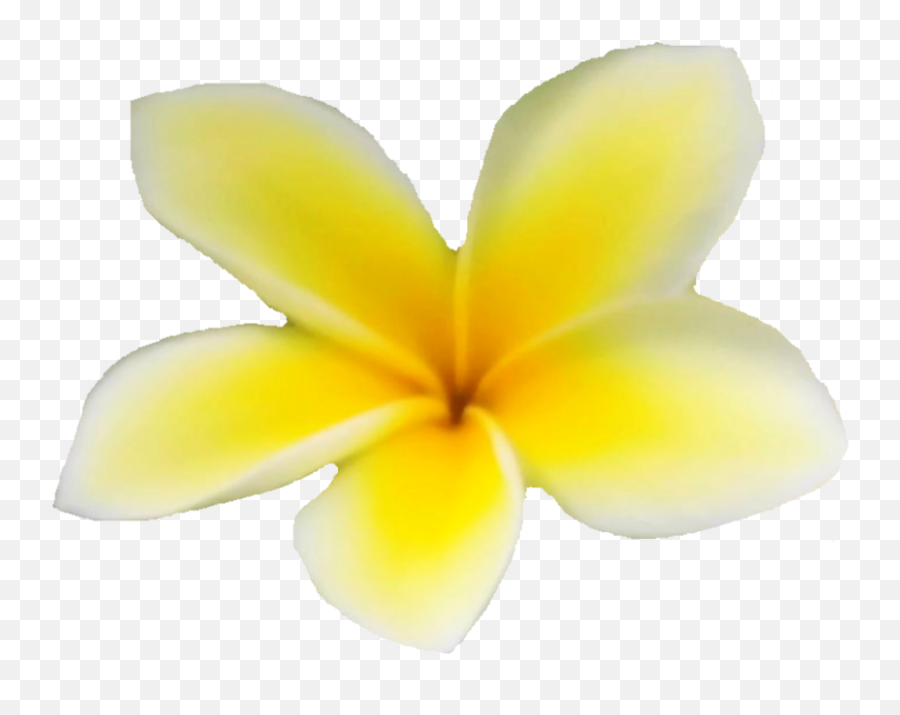 Hawaiian Plumeria Flower Photo Isolated Download - Frangipani Emoji,Hawaiian Flower Emoji