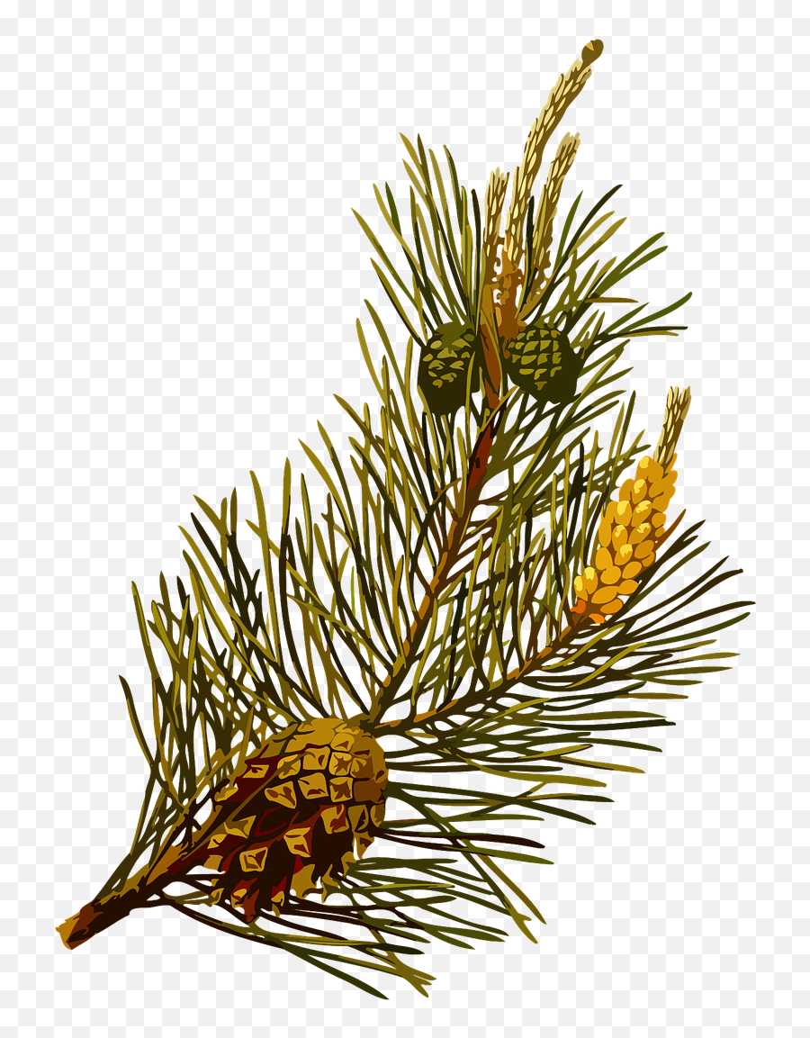 Herbal Medicinal Medicine Pine Plant - Pinus Sylvestris Scotch Pine Emoji,Marijuana Leaf Emoji