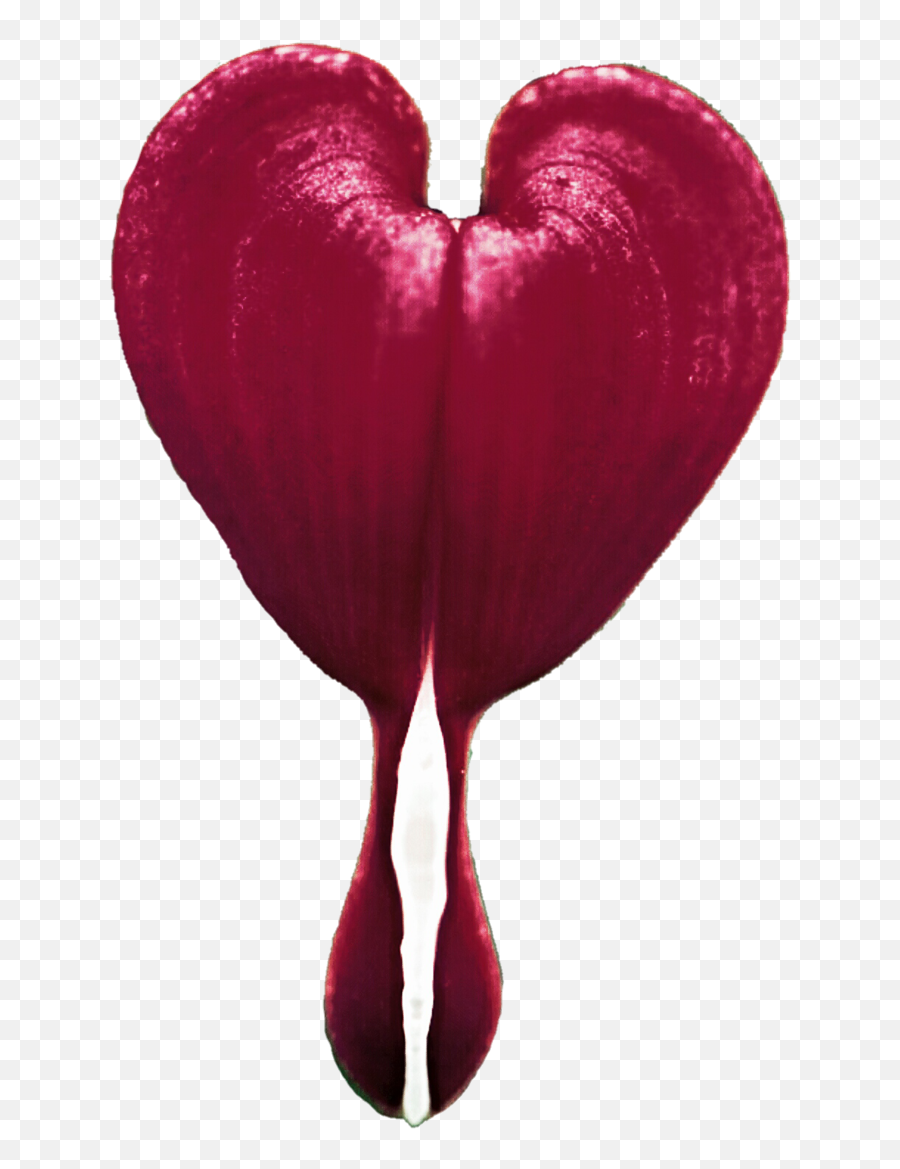 Library Of Bleeding Heart Picture Black - Bleeding Heart Flower Gif Emoji,Bleeding Heart Emoji