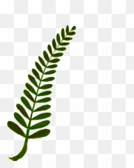 Plant Clipart Vascular Plant Plant - Mimosa Leave Black And White Vector Emoji,Mimosa Emoji