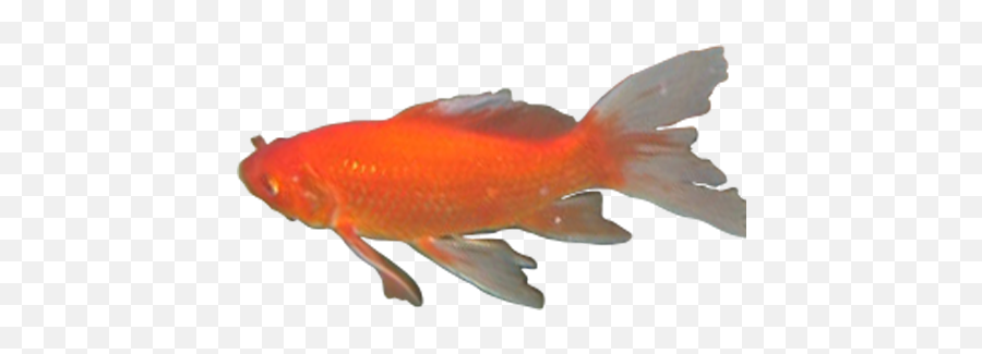 Fana Hues Picture Of A Fish Emoji,Koi Fish Emoji