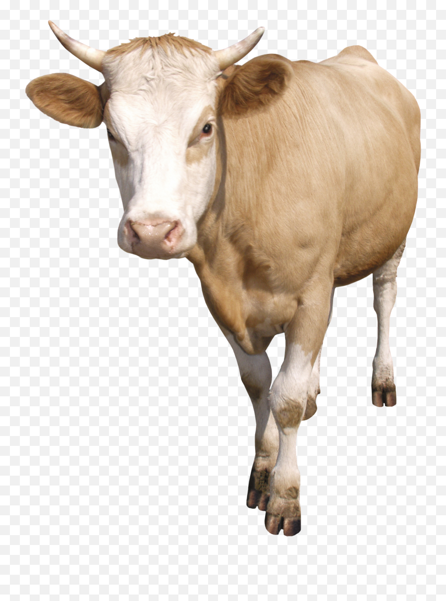 Cow Png - Png Emoji,Animal Emojis Meaning
