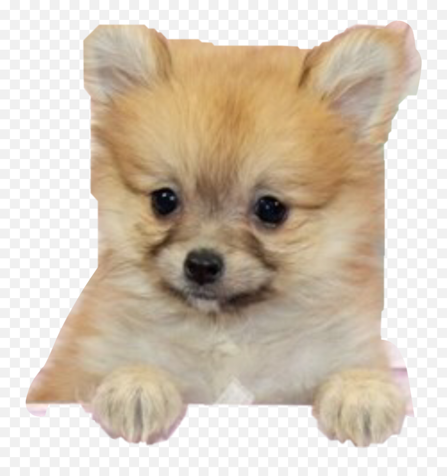Pomeranian Puppyphotography Freetoedit - Pomeranian Emoji,Pomeranian Emoji