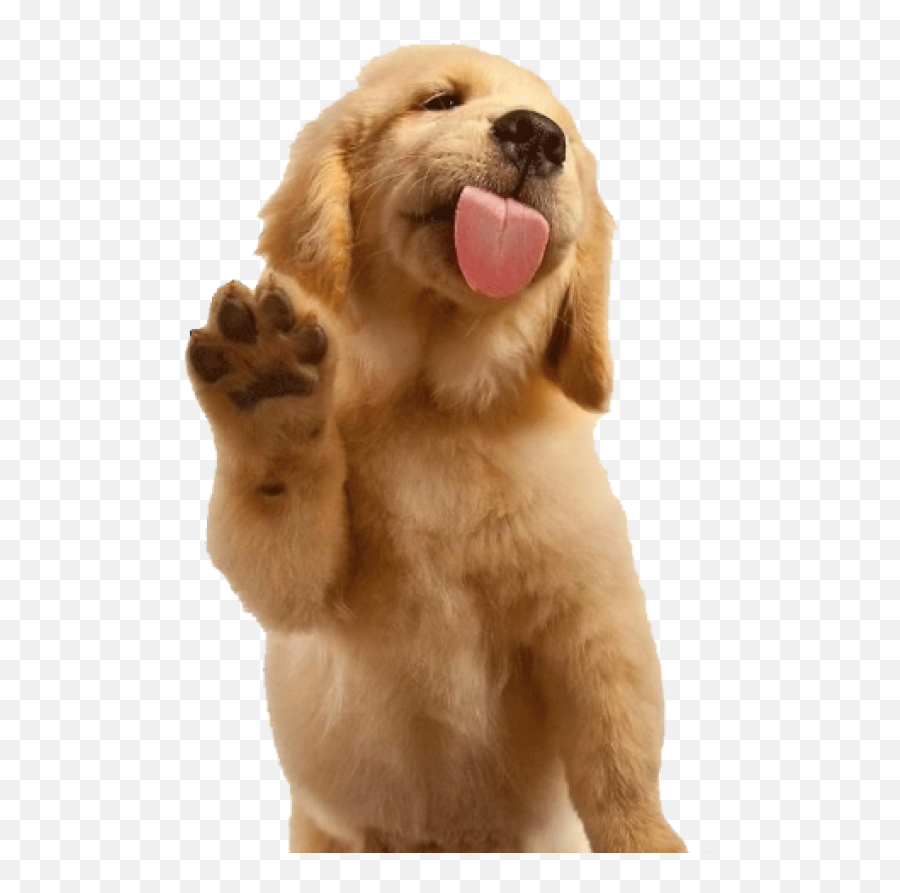 Golden Retriever Stickers - Dog Nets For Barriers For Suv Trunks Emoji,Golden Retriever Emoji