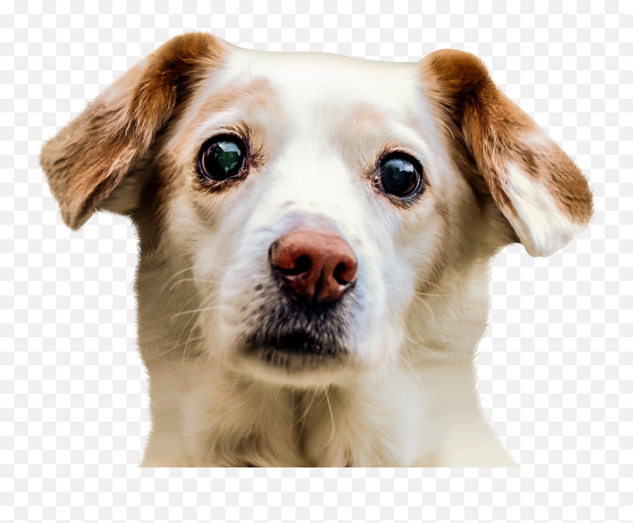Dog Face Png Free Dog Face - Dog Face Png Emoji,Doge Emoji