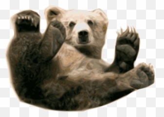 Bear Face Transparent u0026 PNG Clipart Free Download - YWD Real Baby Png Emoji