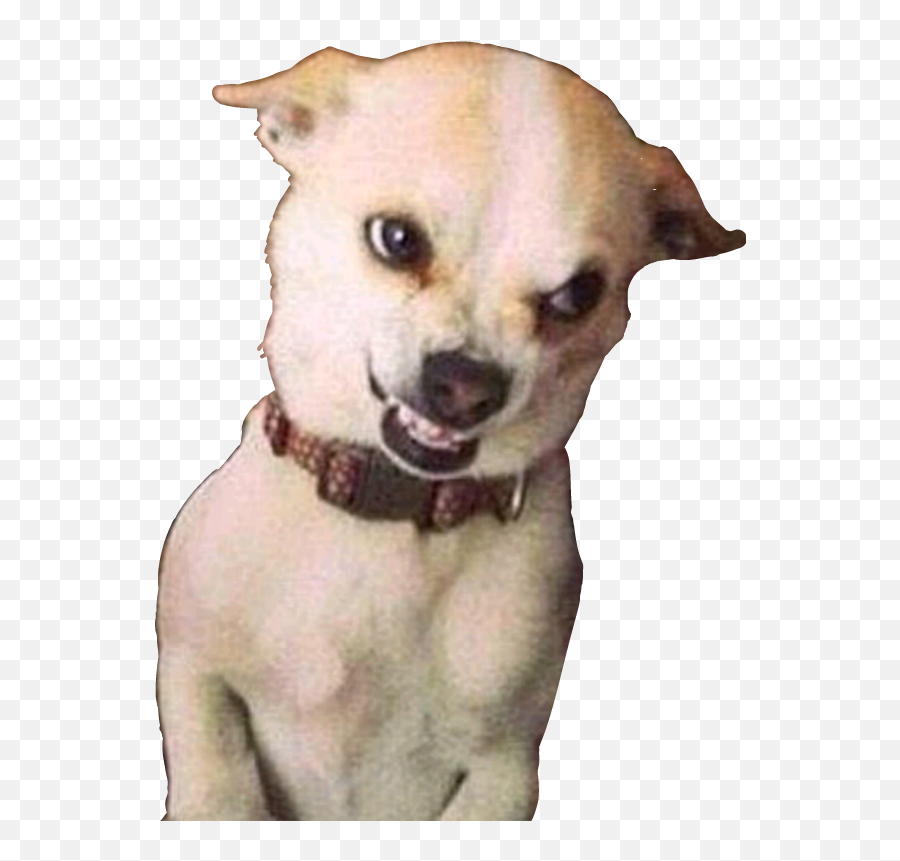 Dog Chihuahua Evil Laugh Evil Sticker - Funniest Animals Emoji,Evil Laugh Emoji