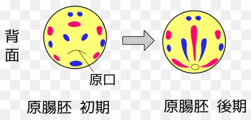 Smiley Emoji