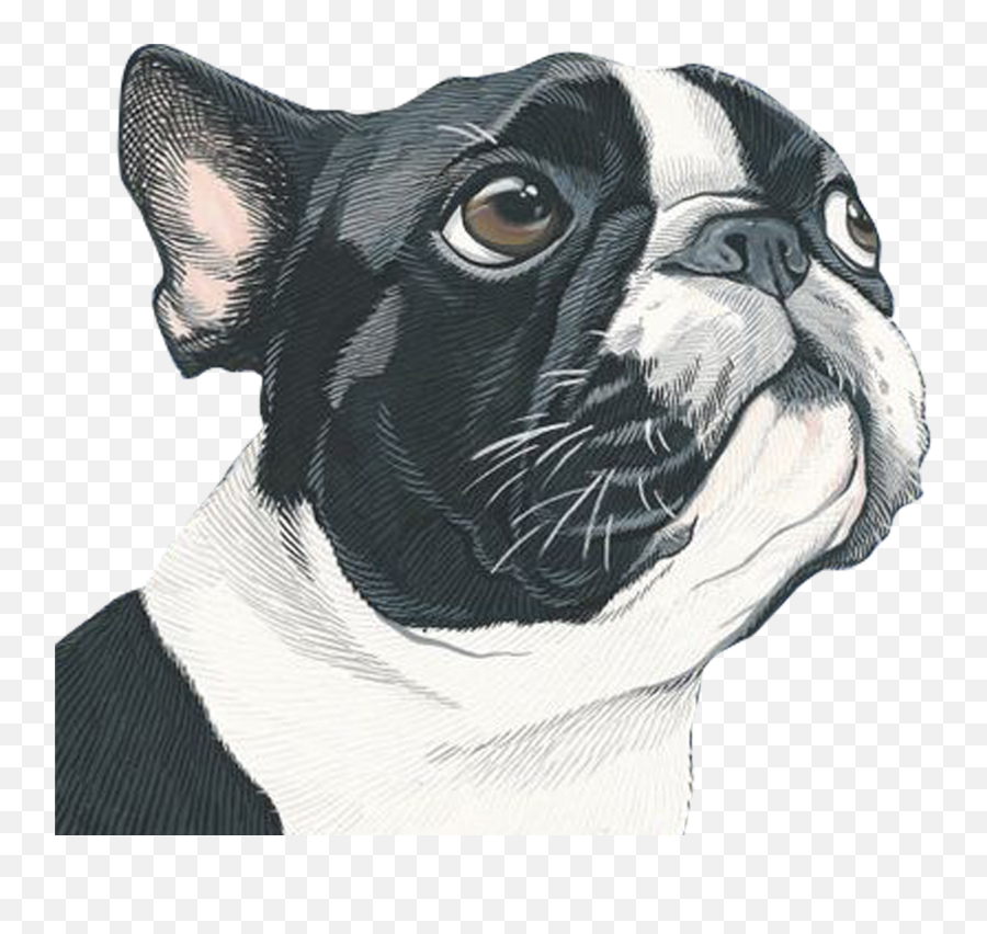 Dog Illustration Free Download Png - Drawing Dog Portrait Boston Terrier Emoji,Dog Emoticon Facebook