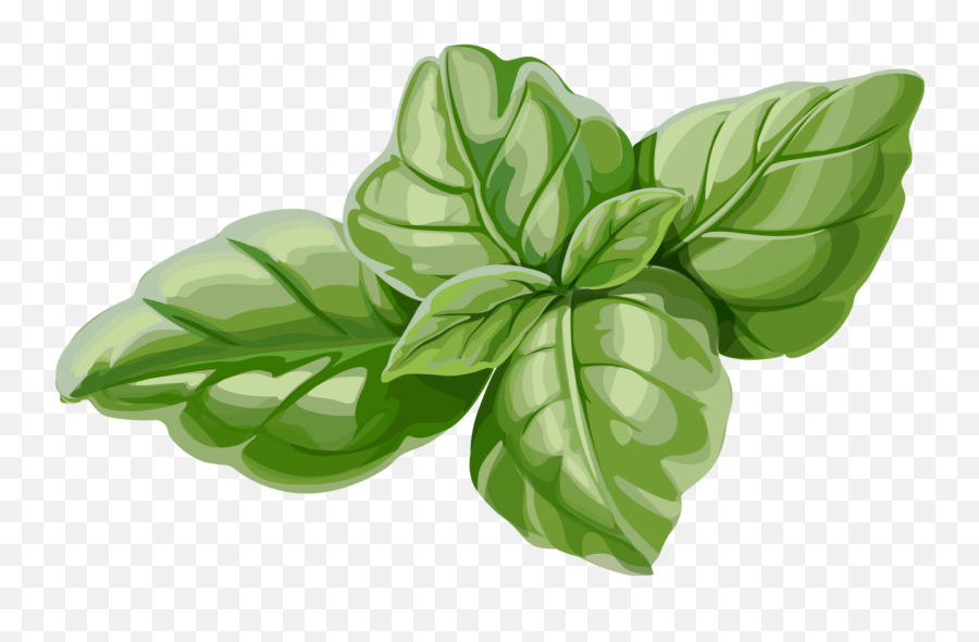 Mq Green Leaf Leaves Mint Sticker - Basil Leaf Vector Png Emoji,Basil Emoji