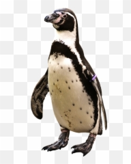 1 Free Penguin Animal Images - Pingvin Png Emoji,Emoji Pen And Two Faces