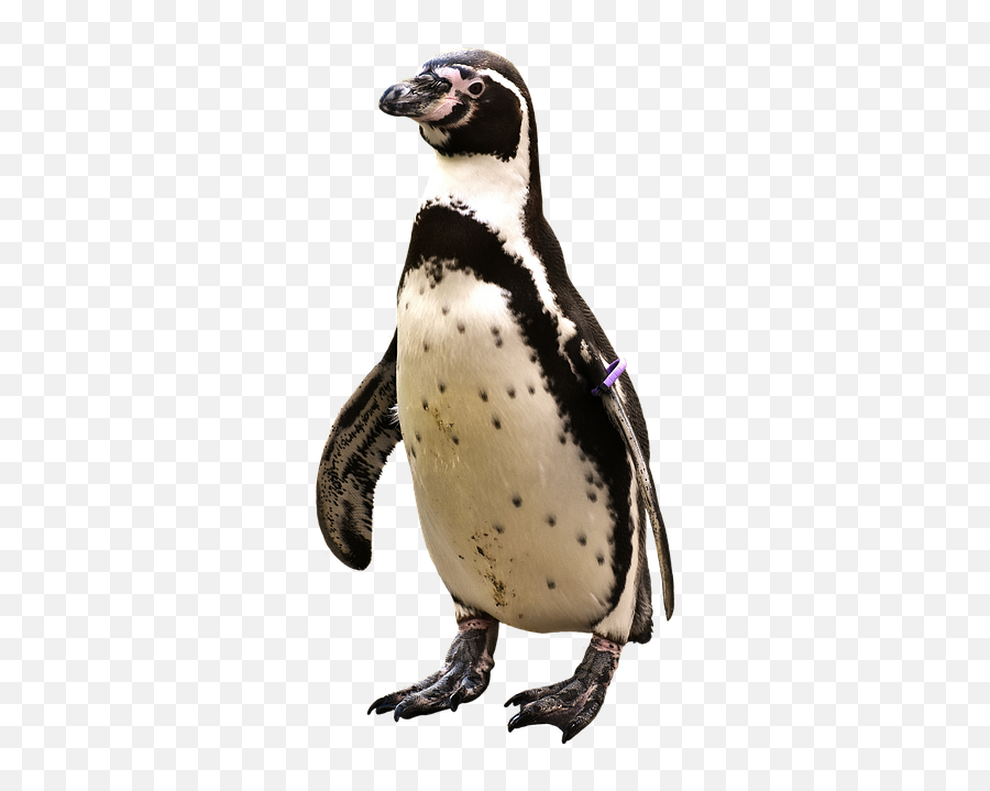 1 Free Penguin Animal Images - Pingvin Png Emoji,Emoji Pen And Two Faces