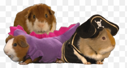 Guinea Pigs - Pirate Guinea Pig South Park Emoji,Guinea Pig Emoji