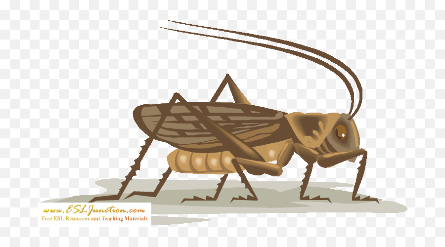 Grasshopper Vector Gambar Picture - Cricket Insect Flashcards Emoji,Grasshopper Emoji