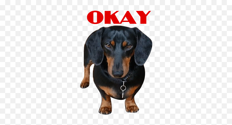 Sausage Dog - Dachshund Animated By Hung Hoang The Perro Salchicha Gif Amor Emoji,Wiener Dog Emoji