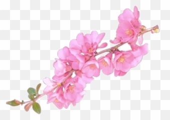 Flower overlay png Transparent FREE for - Overlays Png Emoji