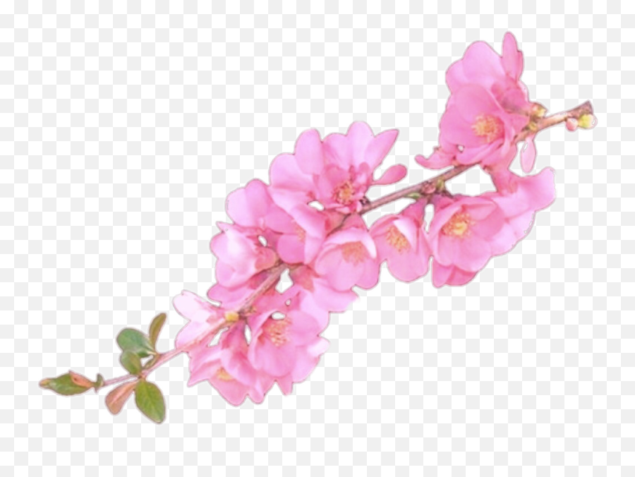 Flower Overlay Png Flower Overlay Png Transparent Free For - Flower Overlays Png Emoji,Cherry Blossom Emoji Png