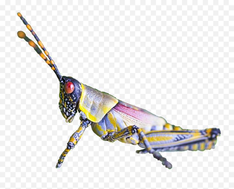 Grasshopper Insect Bug Garden Ftestickers Freetoedit - Grasshopper Emoji,Grasshopper Emoji