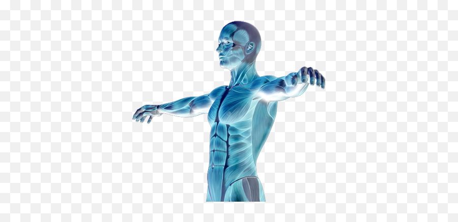 Download Muscle Degenerative Diseases - Human Body Png Human Body Muscle Transparent Emoji,Muscles Emoji