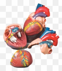 Bc All Page 30 - Jumbo Heart Model Emoji,Hangry Emoji