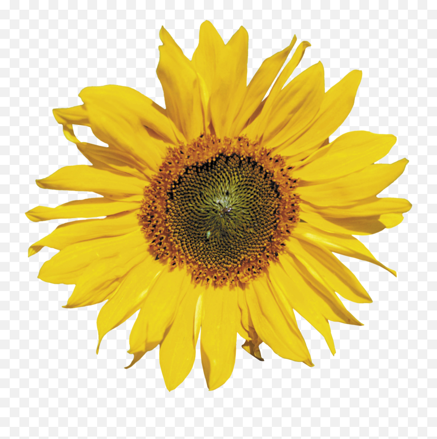 Natural Flowers Png Transparent - Transparent Background Sunflower Png Emoji,Sunflower Emoji Transparent