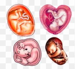 Womb Baby Babyinwomb Pregnancy - Allah Said About Love Emoji,Pregnancy Emoji