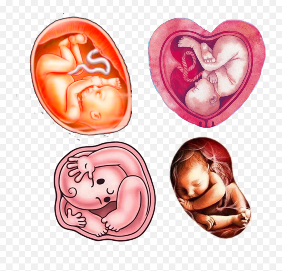 Womb Baby Babyinwomb Pregnancy - Allah Said About Love Emoji,Pregnancy Emoji