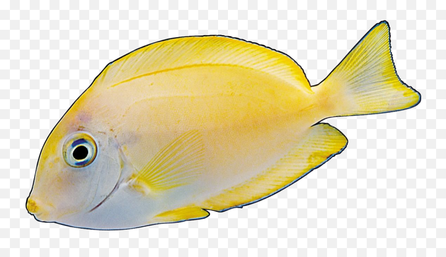 Angelfish Yellow Red - Coral Reef Fish Emoji,Fish Emoji Transparent