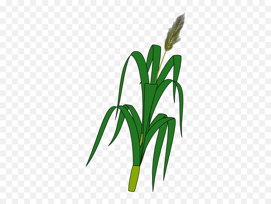 Rice Crop Clipart Png 42 Amazing Cliparts Rccp - Wheat Plant Cartoon Emoji,Wheat Emoji