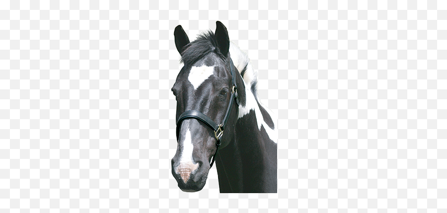 Hi - Fi Molasses Free Dengie Horse Feeds Stallion Emoji,Hifi Emoji